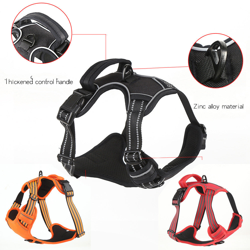 Dog wearing harness